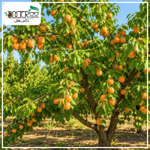 درخت زردالو قیسی