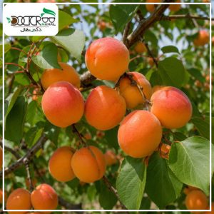 درخت زردآلو نصیری