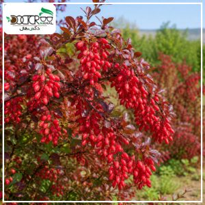 زرشک قرمز پفکی