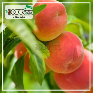 بهترین نهال هلو سردسیری+ نکات طلایی کاشت