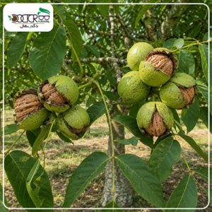 درخت گردو فرنور