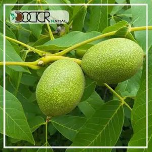 درخت گردو ژنوتیپ