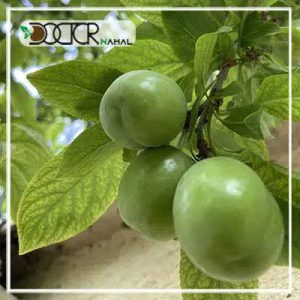 نهال گوجه سبز سردرودی