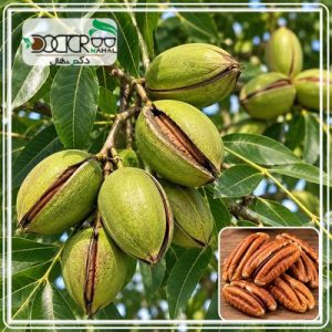 درخت گردو پکان