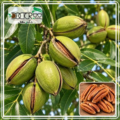 درخت گردو پکان