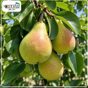 درخت گلابی بیروتی
