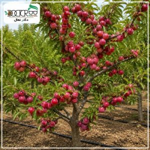 درخت آلو اختری