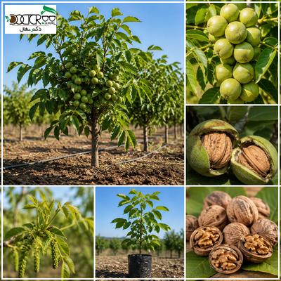 نهال گردو خوشه ای