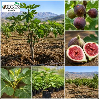 انواع بهترین نهال انجیر سردسیری پربار در ایران
