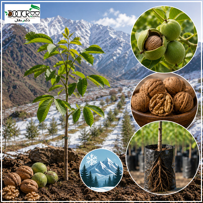 بهترین نهال گردو برای مناطق سردسیر و کوهستانی(3 نهال پربار)