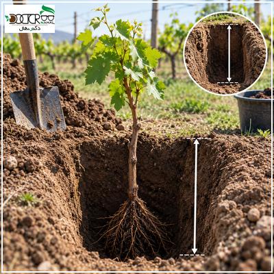 بررسی عمق چاله برای کاشت انگور(شرایط محیطی کاشت انگور)