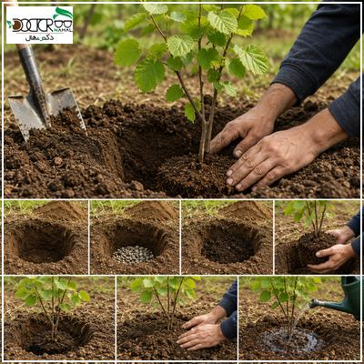 کاشت نهال فندق: (بهترین روش های کاشت درخت فندق)