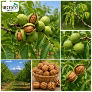 هر درخت گردو چقدر بار میدهد؟(برسی میزان باردهی)