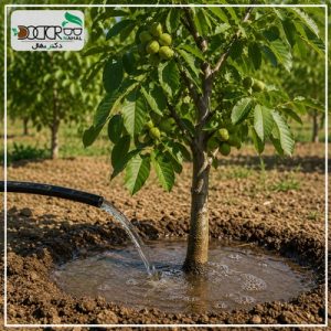 ابیاری درخت گردو چند روز یکبار است؟ (برسی کامل)