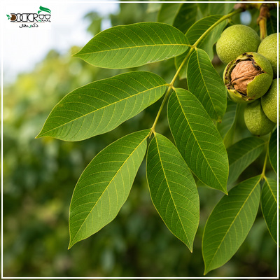 برگ گردو برای چی خوبه؟(برسی خواص برگ گردو)