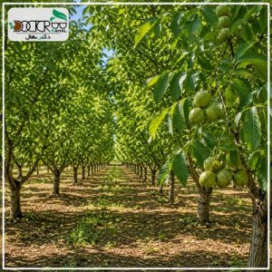سود و نحوه احداث باغ گردو (نقشه کاشت درخت گردو)