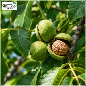 بهترین نهال گردو زودبازده(3 درخت گردوی زود بازده)