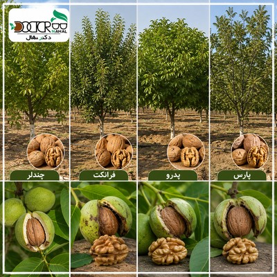 انواع گردو با عکس: (معرفی + فروش انواع درخت گردو)