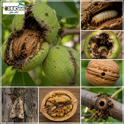 کرم خراط گردو چیست؟(عکس کرم+ مبارزه آفت)