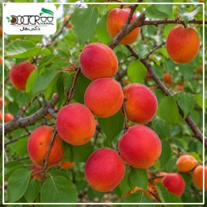 درخت زردالو قرمز