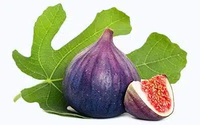 نهال انجیر